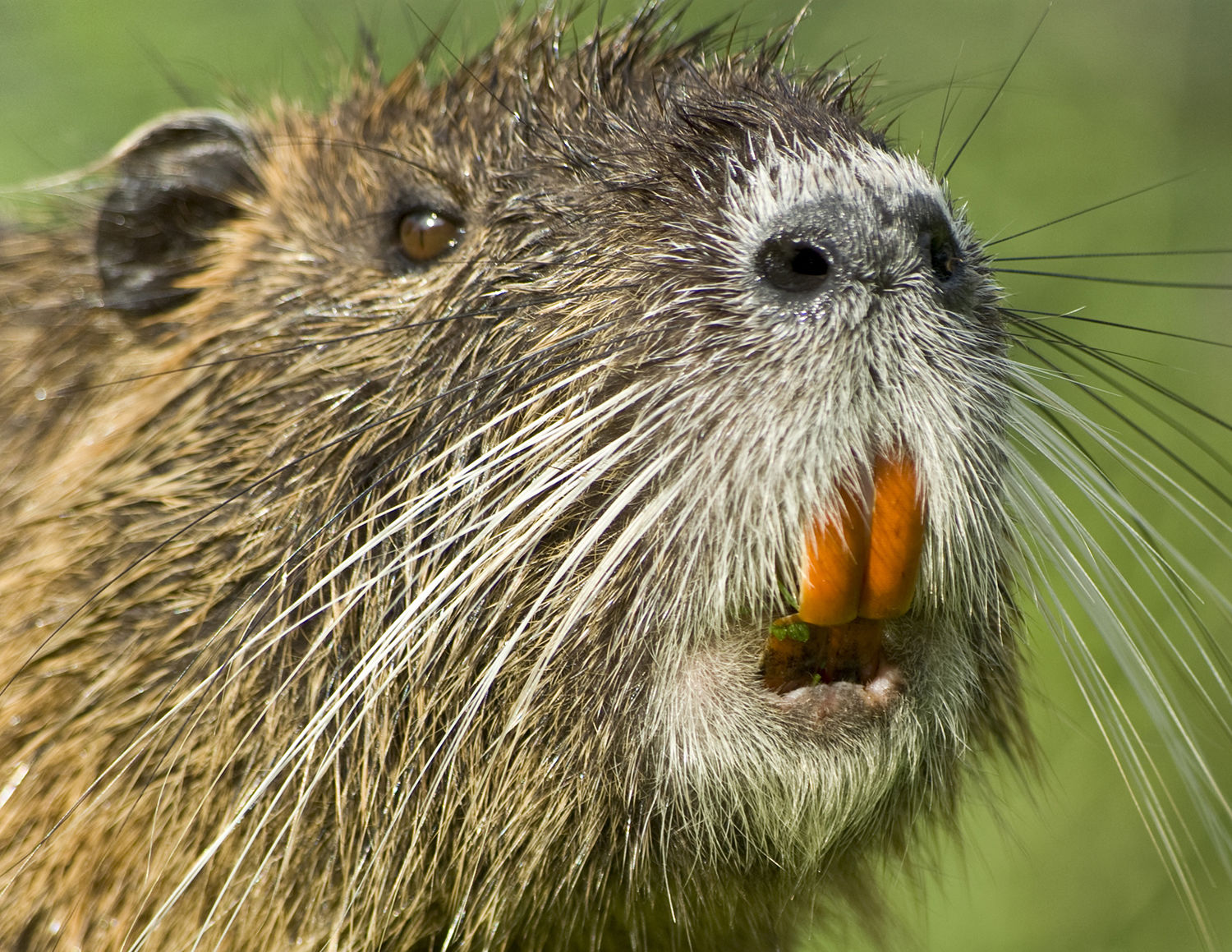 Nutria killer